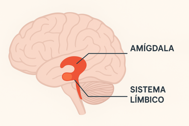 Amígdala Cerebral